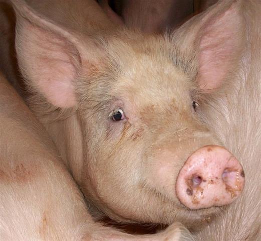 pigs Small