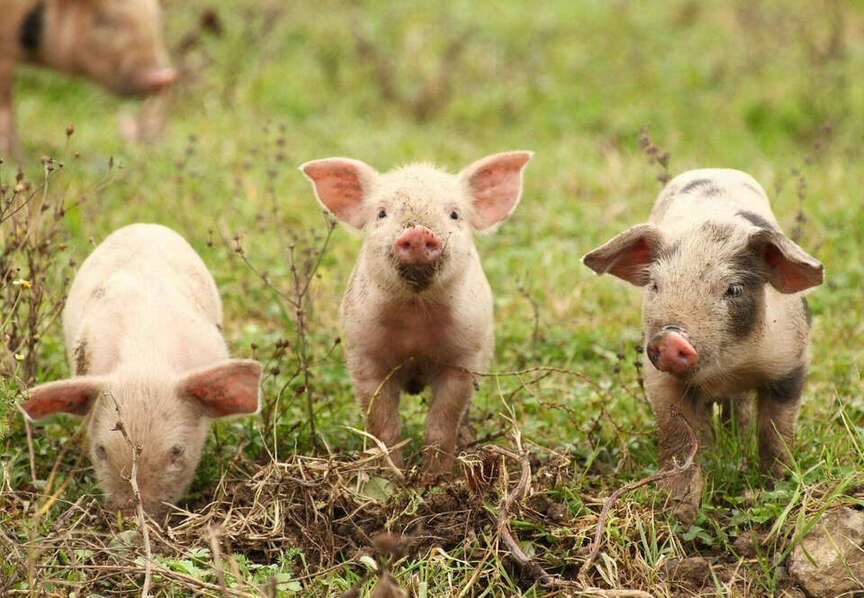 Pigfarming